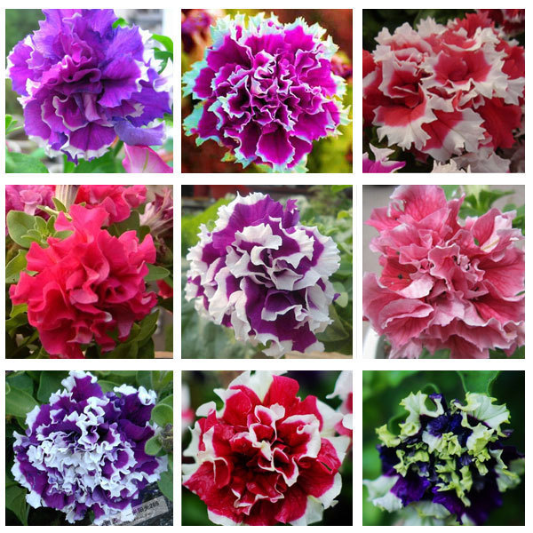 Garden Petunia petals flower seeds for garden petunia semillas de petunias, 100 seeds/bag
Garden Petunia petals flower seeds for garden petunia semillas de petunias, 100 seeds/bag