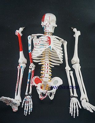 Wholesale- 85cm Human Anatomical Anatomy Skeleton Model Muscle +Stand Fexible