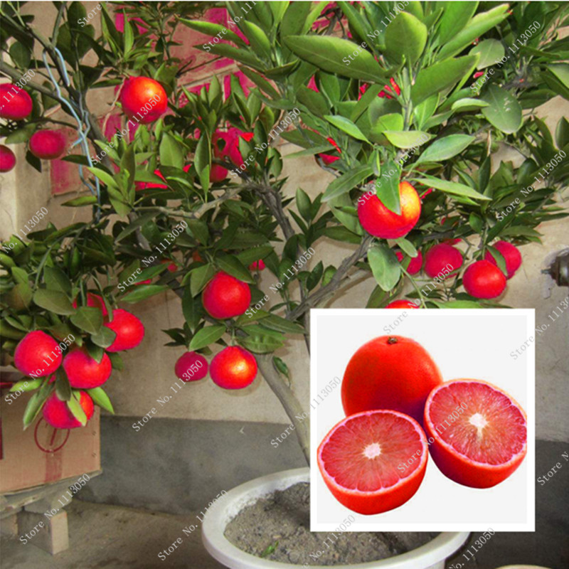 20 Pcs Red Lemon Seeds New Arrival Drawf Tree Bonsai Organic Fruit Seeds for Home Garden Supplies Easy Grow Exotic Seed Potted
20 Pcs Red Lemon Seeds New Arrival Drawf Tree Bonsai Organic Fruit Seeds for Home Garden Supplies Easy Grow Exotic Seed Potted
