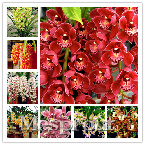 100pcs Cymbidium orchid,Rare Cymbidium seeds,bonsai Plants flower seeds,22 colours to choose,plant for home garden
100pcs Cymbidium orchid,Rare Cymbidium seeds,bonsai Plants flower seeds,22 colours to choose,plant for home garden