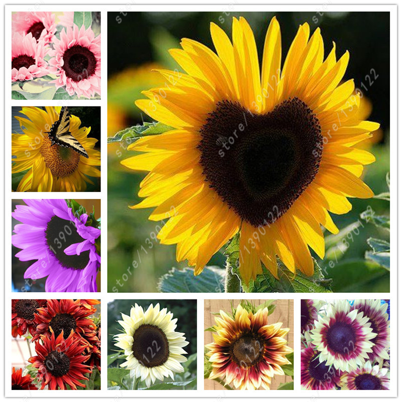 40 pcs/bag sunflower seeds,sunflower seeds for planting,bonsai flower seeds,10 colours,Natural growth for home garden planting
40 pcs/bag sunflower seeds,sunflower seeds for planting,bonsai flower seeds,10 colours,Natural growth for home garden planting