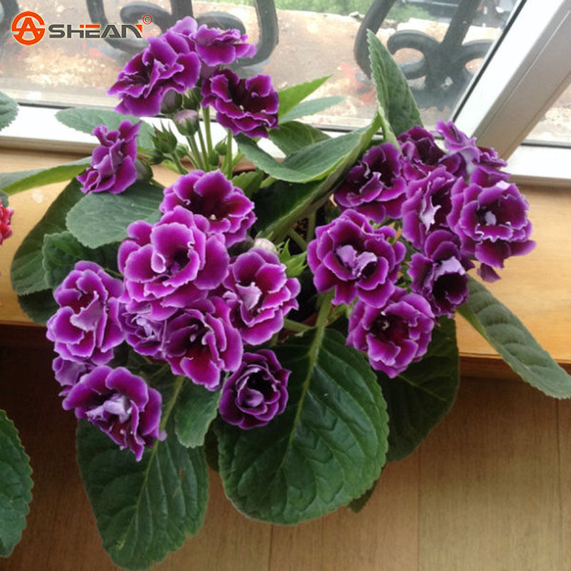 wholesale100 Purple Gloxinia Seeds Perennial Flowering Plants Sinningia Speciosa Bonsaiplant bonsai
wholesale100 Purple Gloxinia Seeds Perennial Flowering Plants Sinningia Speciosa Bonsaiplant bonsai