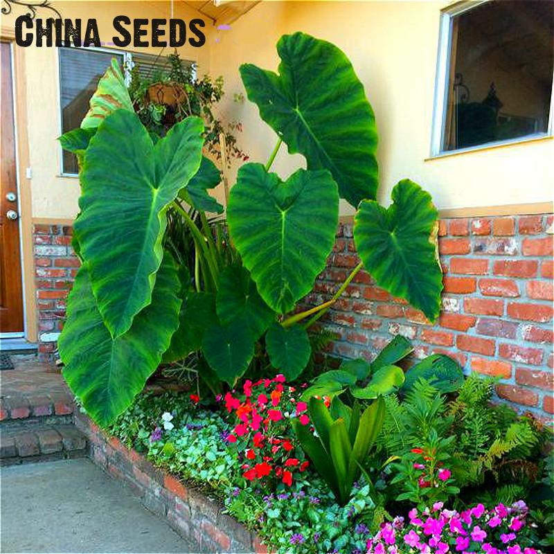 Heirloom Alocasia Macrorrhiza Green Giant Taro seeds Indoor Plant Seeds 20 grains / lot Elephant Ear Taro Vegetable Seeds Sale *
Heirloom Alocasia Macrorrhiza Green Giant Taro seeds Indoor Plant Seeds 20 grains / lot Elephant Ear Taro Vegetable Seeds Sale *