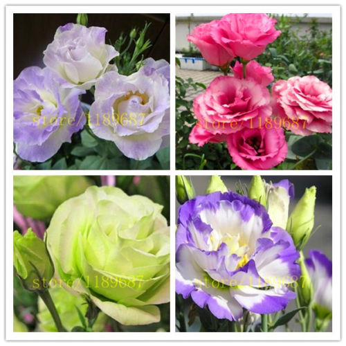 wholesale100 pcs MIX Eustoma Seeds Perennial Flowering Plants Plants Pottedplant bonsai
wholesale100 pcs MIX Eustoma Seeds Perennial Flowering Plants Plants Pottedplant bonsai