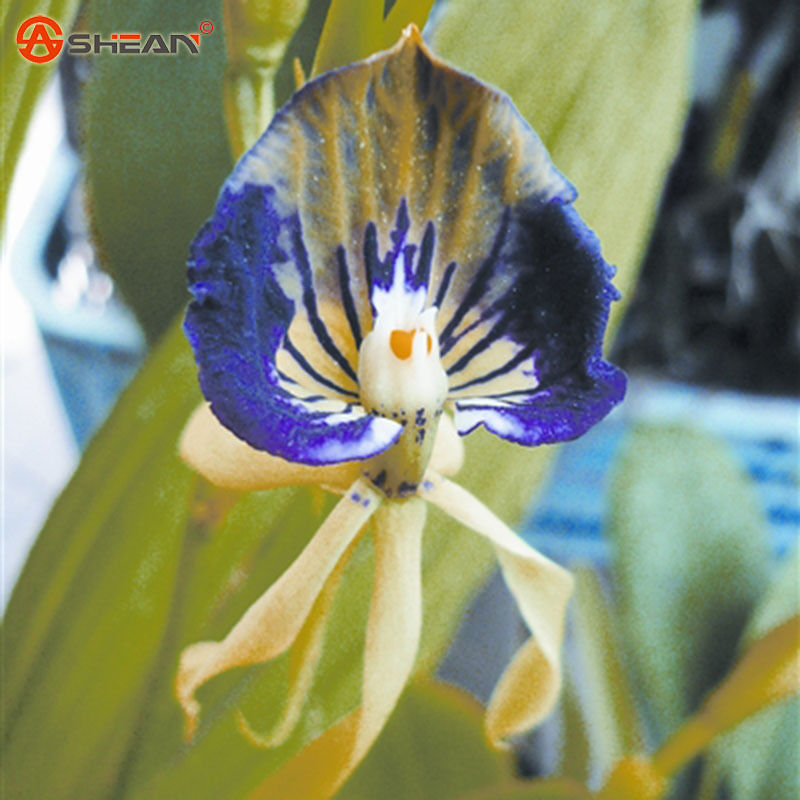 wholesale50 Blue Octopus Orchid Balcony Garden Plants Seeds China Rare Flower Orchidplant bonsai
wholesale50 Blue Octopus Orchid Balcony Garden Plants Seeds China Rare Flower Orchidplant bonsai