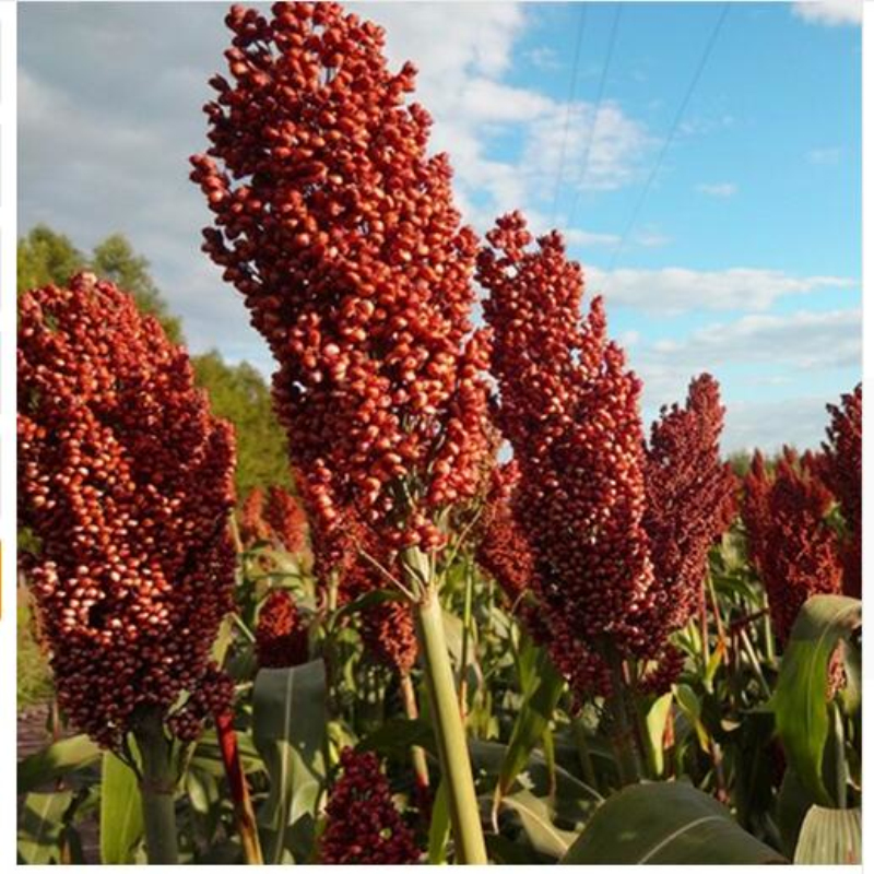 Garden Sorghum seeds flower seeds potted Red Sorghum 50 easy kind Healthy food bonsai vegetables seeds
Garden Sorghum seeds flower seeds potted Red Sorghum 50 easy kind Healthy food bonsai vegetables seeds