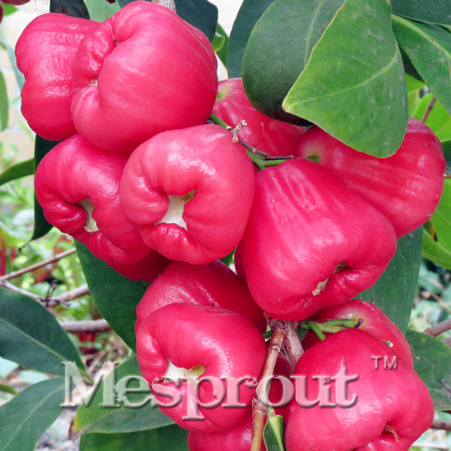 50pcs/lot wax apple fruit seeds delicious fruit seeds of non-transgenic senior patio plants (China garden tree )free shipping
50pcs/lot wax apple fruit seeds delicious fruit seeds of non-transgenic senior patio plants (China garden tree )free shipping