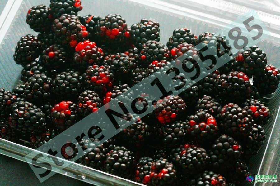 wholesale4 kinds of color 4000 PCS raspberry seeds 1000 blue,black,red yellow)plant bonsai
wholesale4 kinds of color 4000 PCS raspberry seeds 1000 blue,black,red yellow)plant bonsai