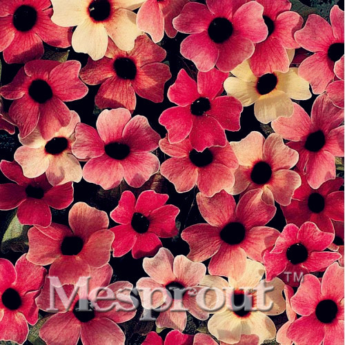 10PCS Beautiful Flower Thunbergia Alata Seeds Sunrise Orange Black-eyes Susan Flower Seeds Bonsai Potted Flant Home Garden
10PCS Beautiful Flower Thunbergia Alata Seeds Sunrise Orange Black-eyes Susan Flower Seeds Bonsai Potted Flant Home Garden