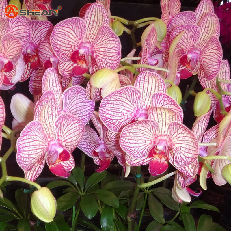 wholesale100 Pink Phalaenopsis Orchid Seeds Flower Seeds Indoor Bonsai Orchidsplant bonsai
wholesale100 Pink Phalaenopsis Orchid Seeds Flower Seeds Indoor Bonsai Orchidsplant bonsai