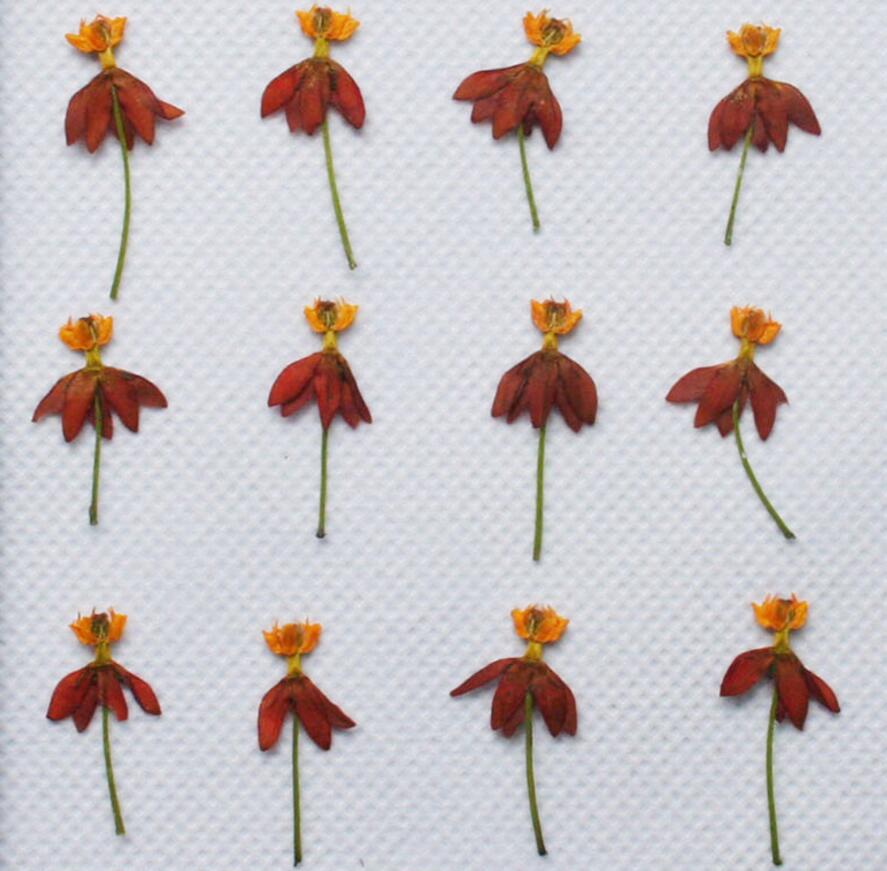 250pcs Pressed Dried Danceing Flower Dry Plants For Epoxy Resin Pendant Necklace Jewelry Making Craft DIY Accessories, Same as the picture
250pcs Pressed Dried Danceing Flower Dry Plants For Epoxy Resin Pendant Necklace Jewelry Making Craft DIY Accessories, Same as the picture