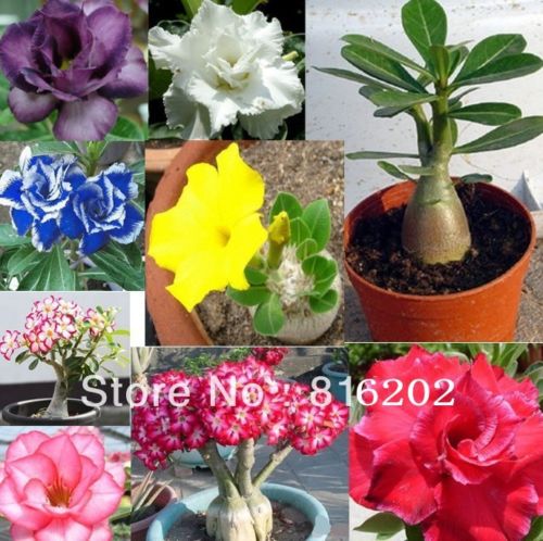 wholesale10 seeds/pack Hot Selling Bonsai Desert Rose Flower Seeds adenium obesum Seedsplant bonsai
wholesale10 seeds/pack Hot Selling Bonsai Desert Rose Flower Seeds adenium obesum Seedsplant bonsai