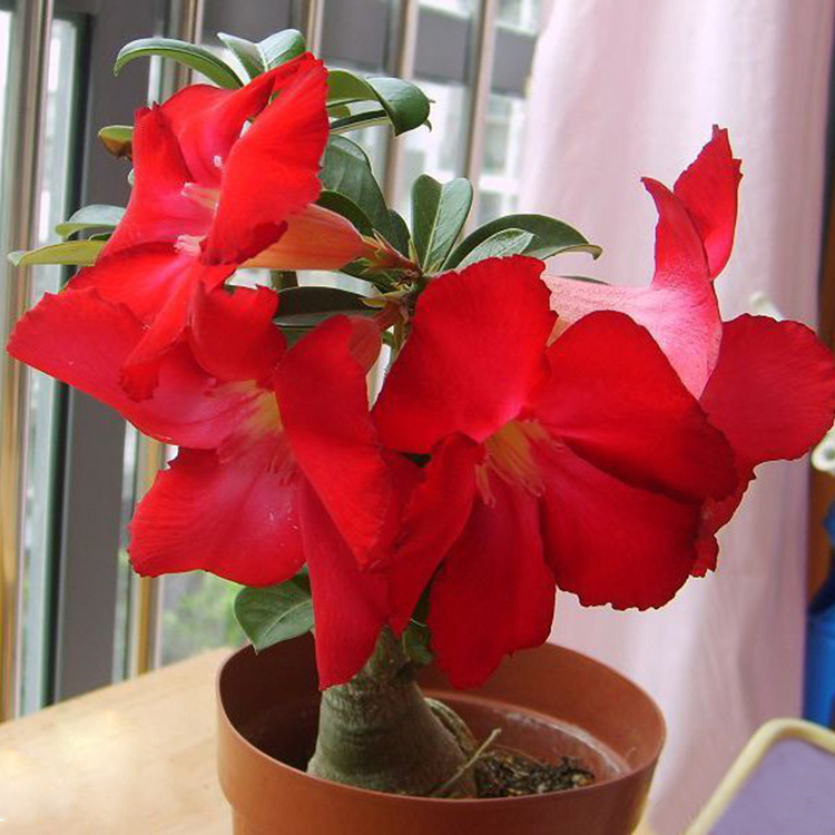 5 pcs 100% True Red Desert Rose Bonsai Desert Rose Seeds Balcony Perennial Flower Plants Adenium Obesum Seeds
5 pcs 100% True Red Desert Rose Bonsai Desert Rose Seeds Balcony Perennial Flower Plants Adenium Obesum Seeds