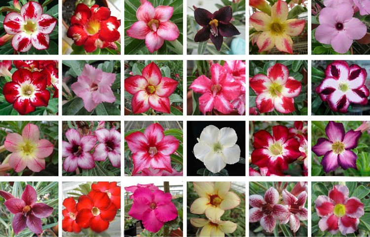 10 pcs Real Adenium obesum Seeds Desert Rose Flower Seed Home Garden Bonsai Succulent Plants Seed For Sample Order
10 pcs Real Adenium obesum Seeds Desert Rose Flower Seed Home Garden Bonsai Succulent Plants Seed For Sample Order