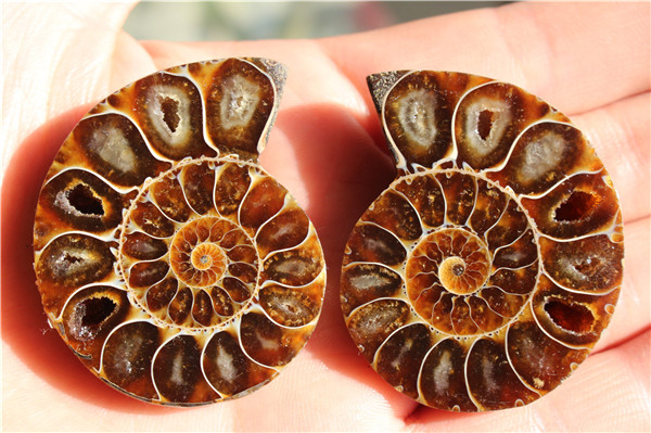 1 Pair of Natural Crystal Conch Slice Polished Fossil Spec Conch fossil /Split Ammonite Fossil Specimen Shell Healing Madagascar
1 Pair of Natural Crystal Conch Slice Polished Fossil Spec Conch fossil /Split Ammonite Fossil Specimen Shell Healing Madagascar