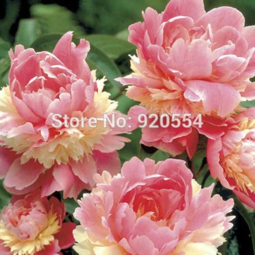 wholesaleRare Heirloom Sorbet Robust Colorful Double Blooms Peony Tree Seeds- 5 PCplant bonsai
wholesaleRare Heirloom Sorbet Robust Colorful Double Blooms Peony Tree Seeds- 5 PCplant bonsai