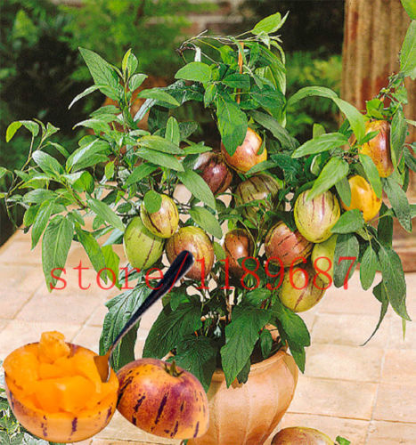wholesale100 mini sweet melon seeds Melon Tree Non GMO-Organic Fruit and vegetable seedsplant bonsai
wholesale100 mini sweet melon seeds Melon Tree Non GMO-Organic Fruit and vegetable seedsplant bonsai