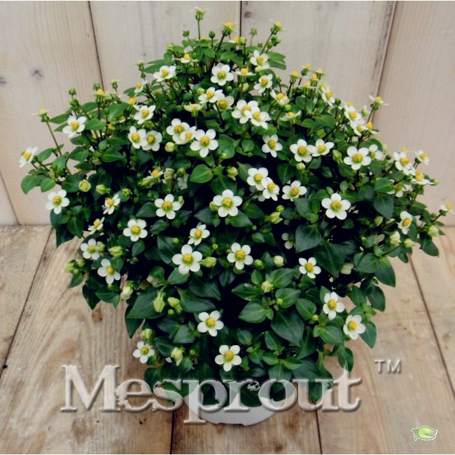 100PCS White Exacum Affine Seeds Exacum affine Seeds Fragrant Plant Seeds Bonsai Potted Plants for Home & Garden
100PCS White Exacum Affine Seeds Exacum affine Seeds Fragrant Plant Seeds Bonsai Potted Plants for Home & Garden
