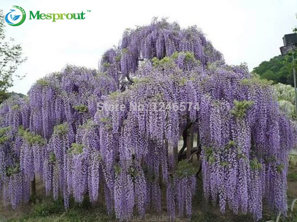 10 pcs / bag, Wisteria seeds, potted seed, flower seed, variety complete, the budding rate 95%, (Mixed colors)
10 pcs / bag, Wisteria seeds, potted seed, flower seed, variety complete, the budding rate 95%, (Mixed colors)