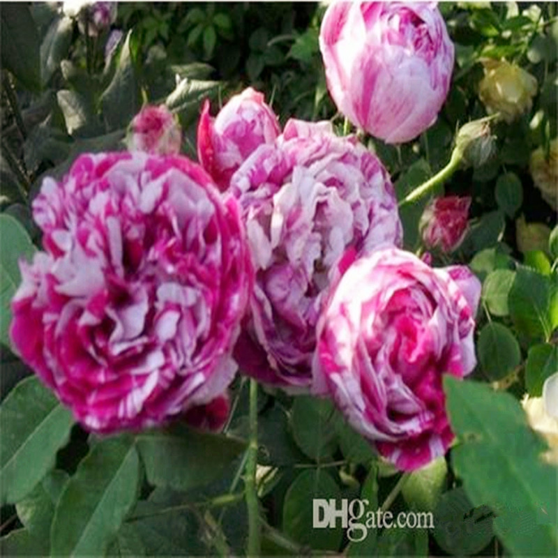 Sexy Beach Wedding Dresses Illusion Bodice Lace V Neck Backless Thigh High Slits Bridal Gowns Fashion Boho Wedding Dress