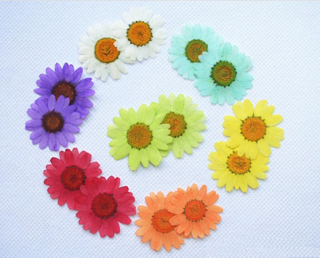 250pcs 30mm Pressed Press Dried Daisy Chrysanthemum paludosum Dry Flower Plants For Epoxy Resin Pendant Necklace Jewelry Making Craft DIY Accessories, Same as the picture
250pcs 30mm Pressed Press Dried Daisy Chrysanthemum paludosum Dry Flower Plants For Epoxy Resin Pendant Necklace Jewelry Making Craft DIY Accessories, Same as the picture