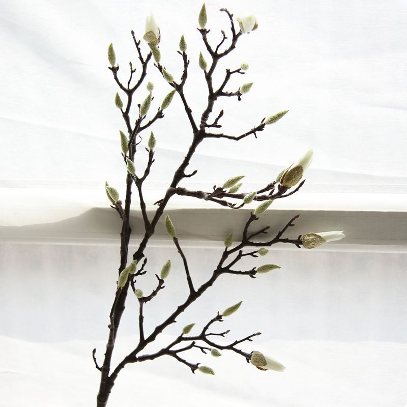 Magnolia Branches S… - image