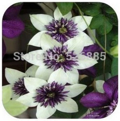 wholesale200 clematis seeds, potted seed, clematis flower seed Garden plantsplant bonsai
wholesale200 clematis seeds, potted seed, clematis flower seed Garden plantsplant bonsai