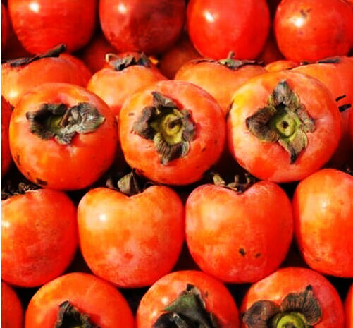 Japanese Persimmon Fruit Tree Seeds - Diospyros kaki persimmon seeds Non-GMO fruit seeds high quality home garden plant 30pcs
Japanese Persimmon Fruit Tree Seeds - Diospyros kaki persimmon seeds Non-GMO fruit seeds high quality home garden plant 30pcs