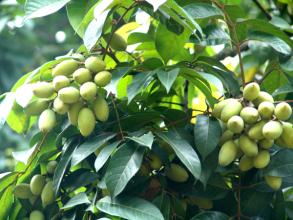 Gasoline Type Olive Shaker 25HP Olive Tree Shaker Machine Olive Harvest Machine Small Fruits Picking Machine2072391