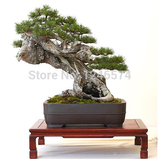 Promotion Pine tree seeds Hot Sale Pinus thunbergii seeds bonsai seeds DIY home garden free shipping - 60pcs
Promotion Pine tree seeds Hot Sale Pinus thunbergii seeds bonsai seeds DIY home garden free shipping - 60pcs