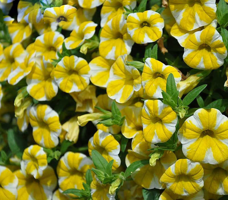 Scarce Rare Lemon Slice Superbells Calibrachoa Petunia Annual Flower Seeds 200 Seeds / Pack
Scarce Rare Lemon Slice Superbells Calibrachoa Petunia Annual Flower Seeds 200 Seeds / Pack