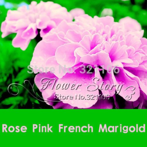 wholesale200 Rose Pink Color French Marigold Seeds (Tagetes ), gorgeous color,plant bonsai
wholesale200 Rose Pink Color French Marigold Seeds (Tagetes ), gorgeous color,plant bonsai