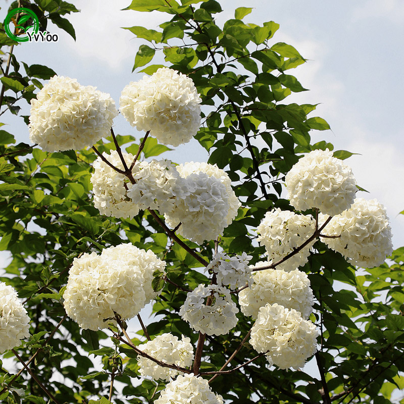 White Hydrangea seeds Rare Flower Seeds DIY Home Garden plant Easy to Grow 30 Particles / lot a010
White Hydrangea seeds Rare Flower Seeds DIY Home Garden plant Easy to Grow 30 Particles / lot a010