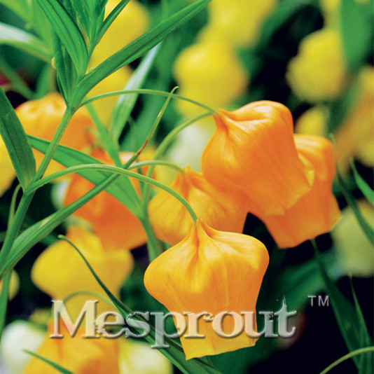 Imported Seed, Real Seed, 50pcs/lot Sandersonia Aurantica Seeds Beautiful Flower Bonsai Plant DIY home garden free shipping
Imported Seed, Real Seed, 50pcs/lot Sandersonia Aurantica Seeds Beautiful Flower Bonsai Plant DIY home garden free shipping