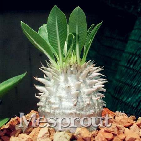 5pcs/Bag Pachypodium Saundersii Flower Seeds Spiny Succulent Pachypodium Namaquanum Fleshy Root Seeds
5pcs/Bag Pachypodium Saundersii Flower Seeds Spiny Succulent Pachypodium Namaquanum Fleshy Root Seeds