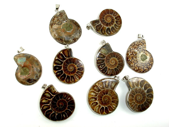 Wholesale 10 Pcs Natural Ammonite Pendant Fossil Charm with Silver Plated Bail, Fossil Pendants Charms Fashion Jewelry Popular Simple Style
Wholesale 10 Pcs Natural Ammonite Pendant Fossil Charm with Silver Plated Bail, Fossil Pendants Charms Fashion Jewelry Popular Simple Style