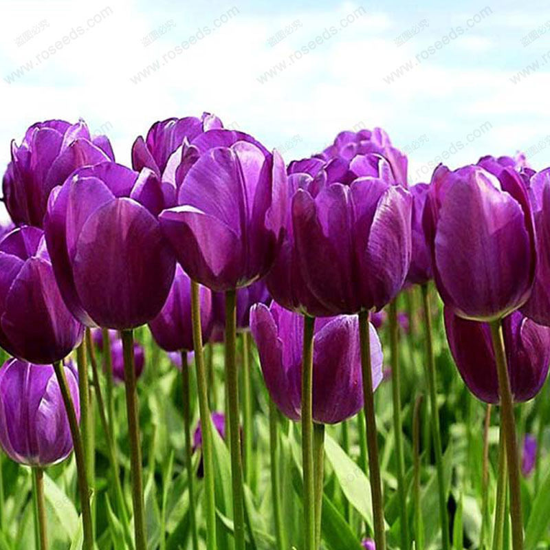 wholesaleRARE! 100 Mixed Random Rainbow Tulip Seeds,Potted Tulip Flower Seedsplant bonsai
wholesaleRARE! 100 Mixed Random Rainbow Tulip Seeds,Potted Tulip Flower Seedsplant bonsai