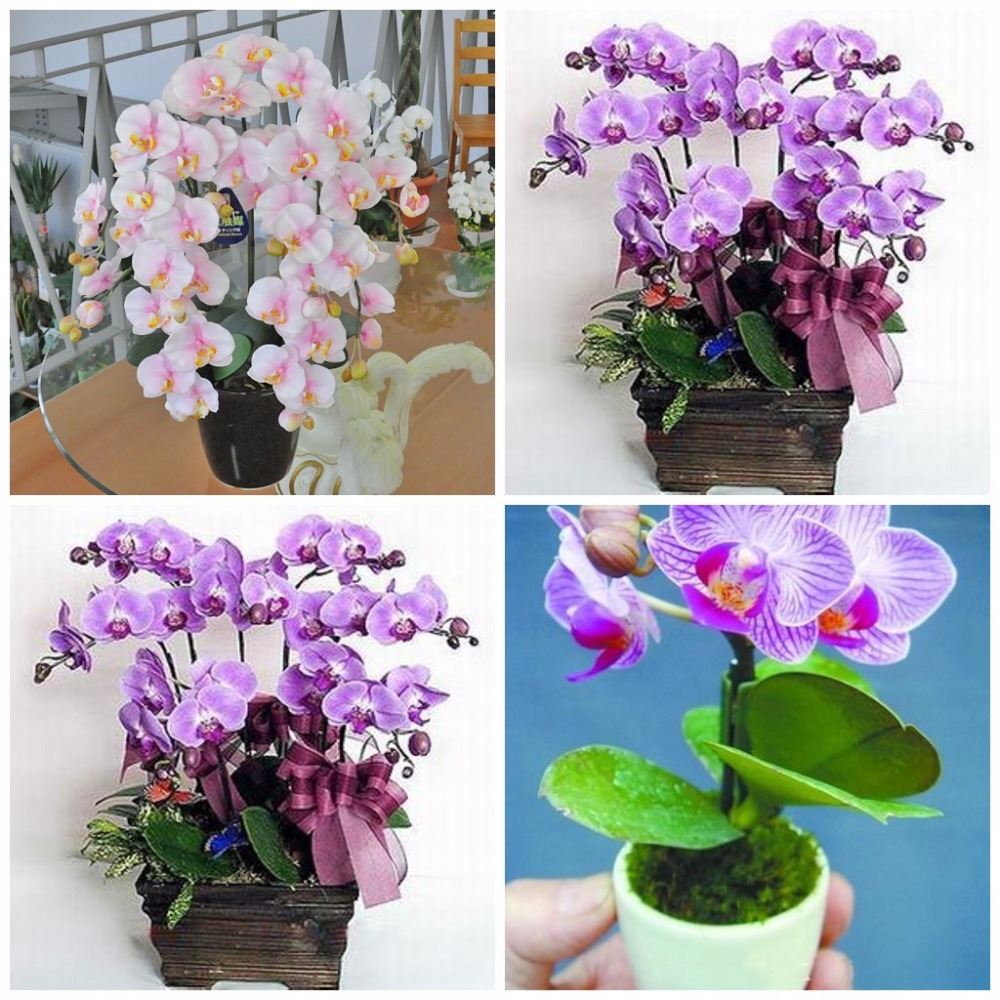 wholesale hydroponic orchid seeds,indoor flowers bonsai four seasons,Phalaenopsis Orchids - 50 pcs seeds
wholesale hydroponic orchid seeds,indoor flowers bonsai four seasons,Phalaenopsis Orchids - 50 pcs seeds