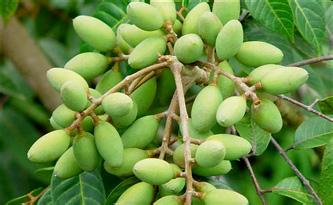 Gasoline Type Olive Shaker 25HP Olive Tree Shaker Machine Olive Harvest Machine Small Fruits Picking Machine2072391