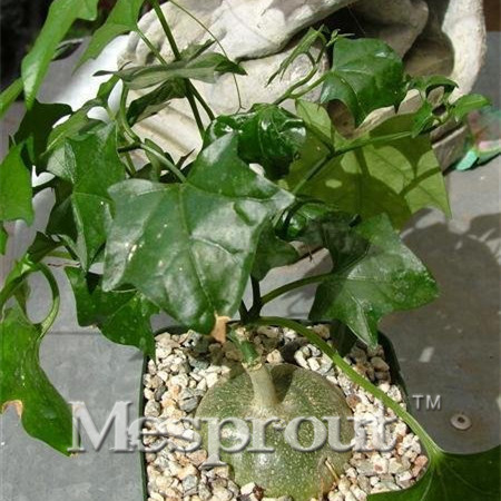 Gerrardanthus Macrorrhizus Seeds Fleshy Root Plant Seeds Flowering Plant seeds Clamberer Climbing Flower 1PCS
Gerrardanthus Macrorrhizus Seeds Fleshy Root Plant Seeds Flowering Plant seeds Clamberer Climbing Flower 1PCS