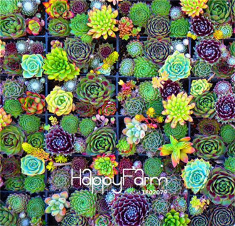Best-Selling! 100 Pieces/Bag Succulent Cactus Seeds Lotus Lithops Bonsai Plants Home Gardening Flower Pots Balcony flower seed
Best-Selling! 100 Pieces/Bag Succulent Cactus Seeds Lotus Lithops Bonsai Plants Home Gardening Flower Pots Balcony flower seed