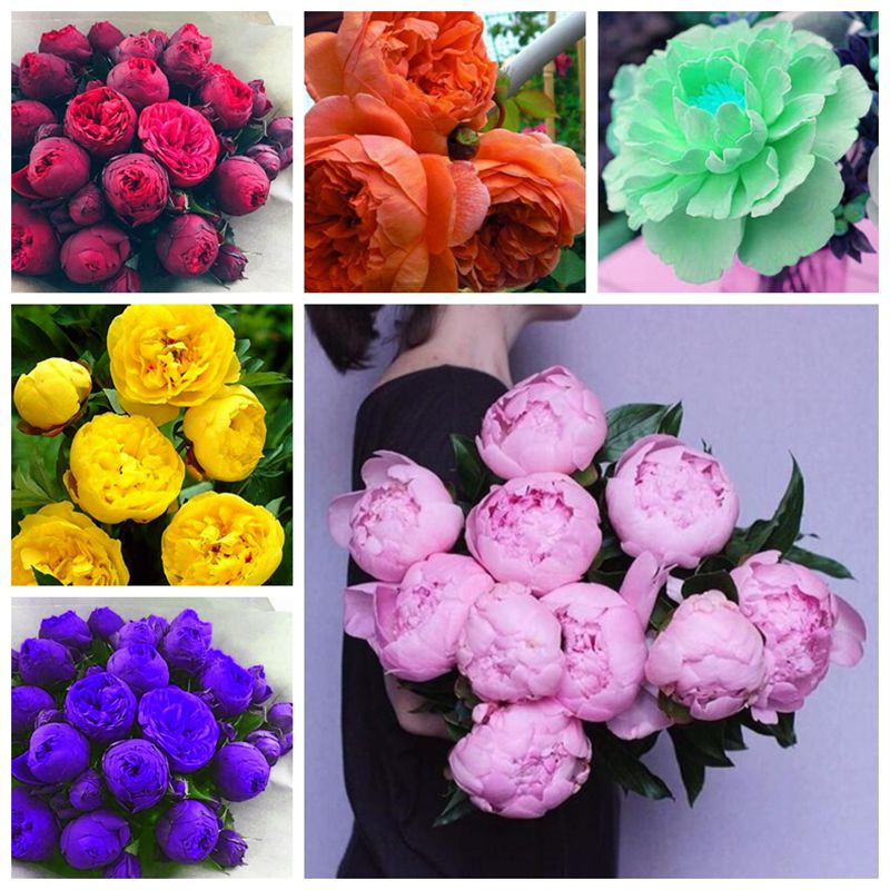 Indoor Ornamental Bonsai Rare Color Chinese Peony Seeds Terrace Courtyard Garden Paeonia Suffruticosa Seeds 10 Pcs Free Shipping
Indoor Ornamental Bonsai Rare Color Chinese Peony Seeds Terrace Courtyard Garden Paeonia Suffruticosa Seeds 10 Pcs Free Shipping
