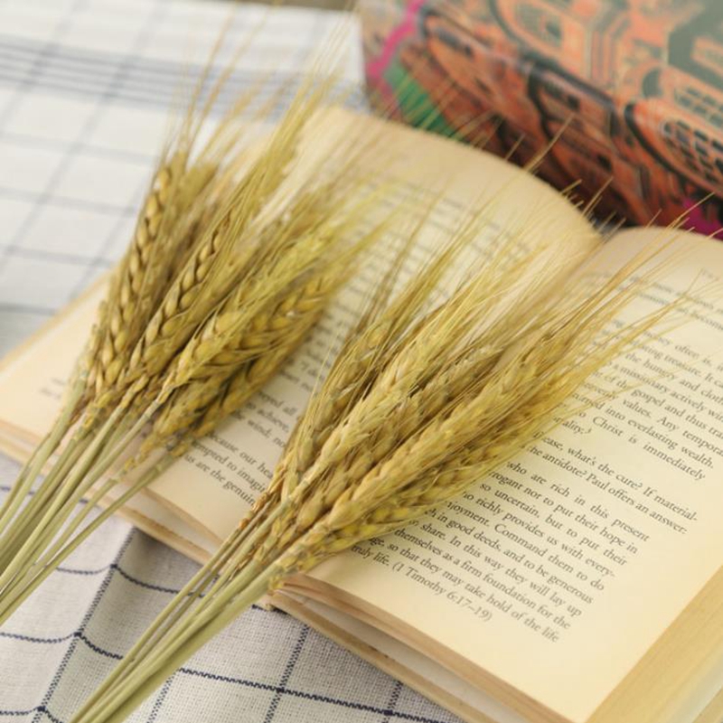 15pcs/bunch Natural Wheat Flower 2018 New Real wheat Dried flowers original Ecological photography props wheat Wholesale
15pcs/bunch Natural Wheat Flower 2018 New Real wheat Dried flowers original Ecological photography props wheat Wholesale
