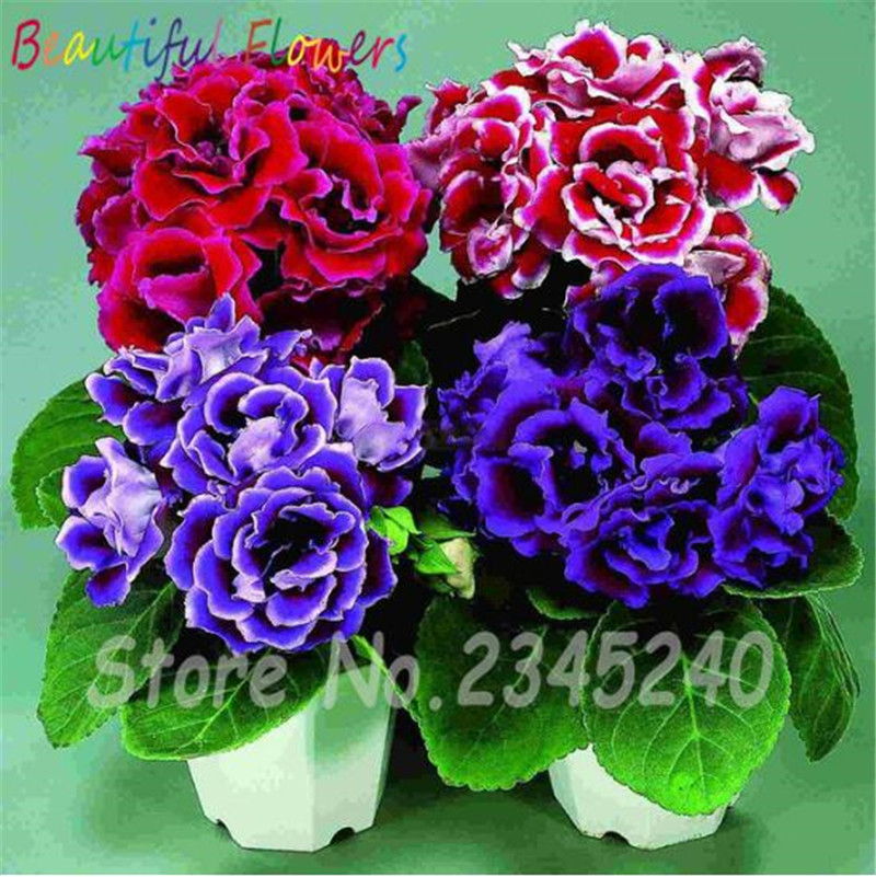 Gloxinia Seeds, Potted Flower Seeds Perennial Flowering Plants Sinningia Speciosa Bonsai Balcony Flower Seeds 100 pcs/pack
Gloxinia Seeds, Potted Flower Seeds Perennial Flowering Plants Sinningia Speciosa Bonsai Balcony Flower Seeds 100 pcs/pack