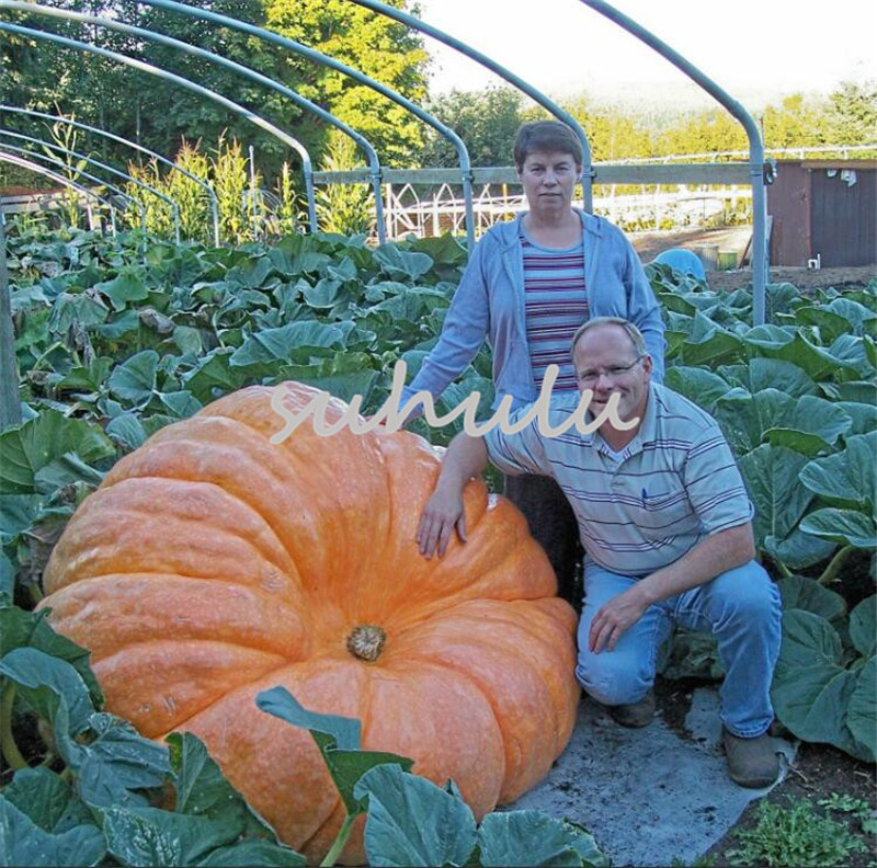 30 pcs/bag giant pumpkin seeds, halloween pumpkin delicious organic seeds vegetables for home garden pumpkin decoration outdoor plants
30 pcs/bag giant pumpkin seeds, halloween pumpkin delicious organic seeds vegetables for home garden pumpkin decoration outdoor plants