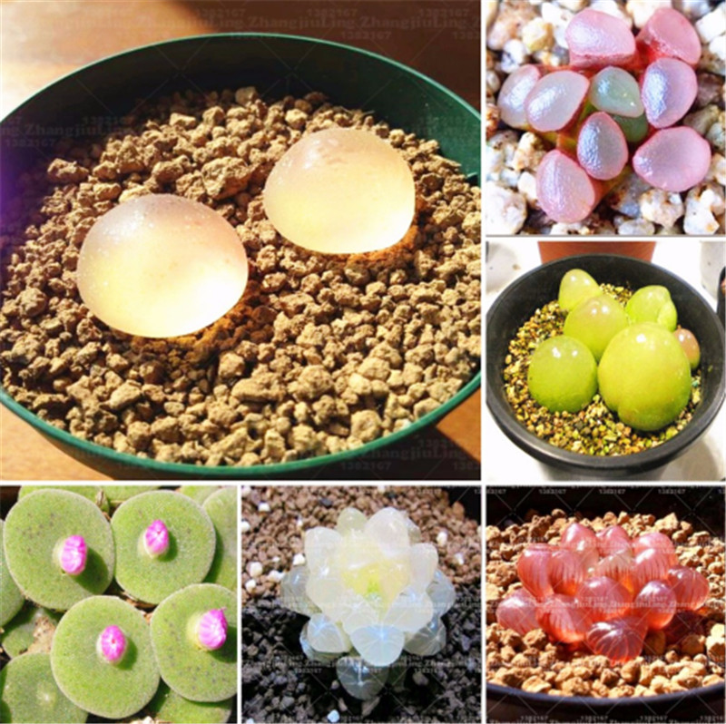 100Pcs Real Rare Succulent Seeds,Pseudotruncatella Living Stone Lithops Seeds Mix Indoor Perennial Angiosperm Mini Bonsai Plant Garden Decor
100Pcs Real Rare Succulent Seeds,Pseudotruncatella Living Stone Lithops Seeds Mix Indoor Perennial Angiosperm Mini Bonsai Plant Garden Decor