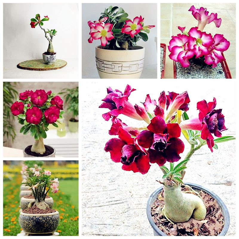Sale! Rare Desert Rose Seeds Potted Flowers Seed Adenium Obesum Color Optional 100% True Seeds all In-Kind Shooting-5 Pcs Free Shipping
Sale! Rare Desert Rose Seeds Potted Flowers Seed Adenium Obesum Color Optional 100% True Seeds all In-Kind Shooting-5 Pcs Free Shipping