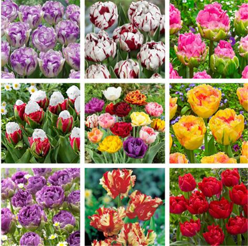 100 Pcs Rarest Double Tulip Seeds Bonsai Tulip Seeds Most Valuable Imported Tulip Flowers Seeds Home Garden Potted Plants Flower
100 Pcs Rarest Double Tulip Seeds Bonsai Tulip Seeds Most Valuable Imported Tulip Flowers Seeds Home Garden Potted Plants Flower