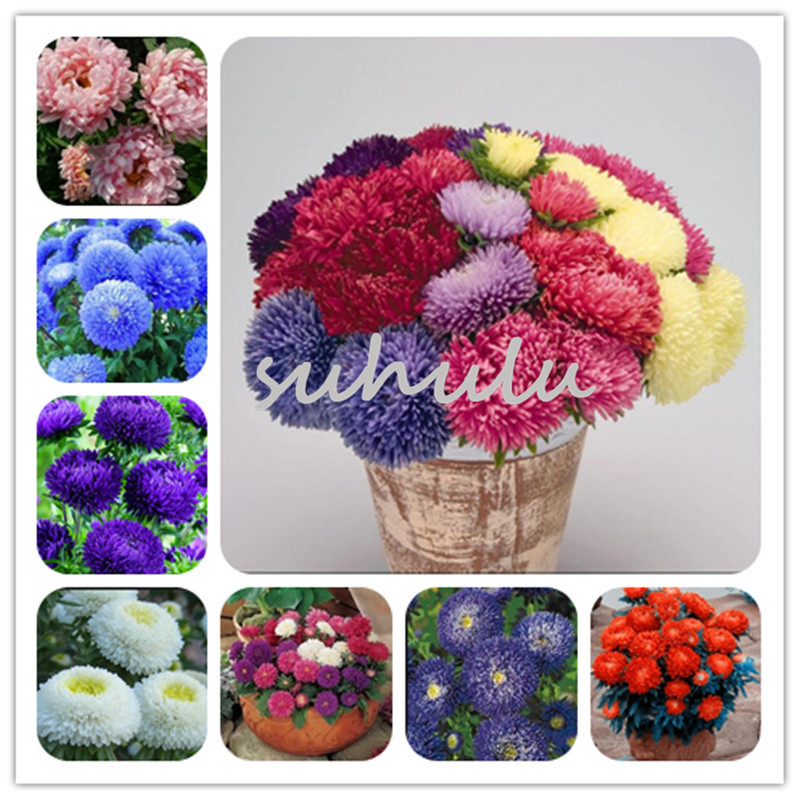 200 Pcs/Bag Aster Seeds Mixed Aster Bonsai Flower Seeds Rainbow Chrysanthemum Seeds Perennial Flowers Home Garden Plant Make For Tea
200 Pcs/Bag Aster Seeds Mixed Aster Bonsai Flower Seeds Rainbow Chrysanthemum Seeds Perennial Flowers Home Garden Plant Make For Tea
