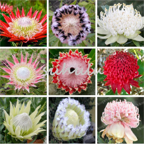 120 Pcs Fresh Rare Protea Cynaroides Seeds Easy Planting Rare Bonsai Flower Seed Variety Complete Fresh Rare Flower Seed
120 Pcs Fresh Rare Protea Cynaroides Seeds Easy Planting Rare Bonsai Flower Seed Variety Complete Fresh Rare Flower Seed